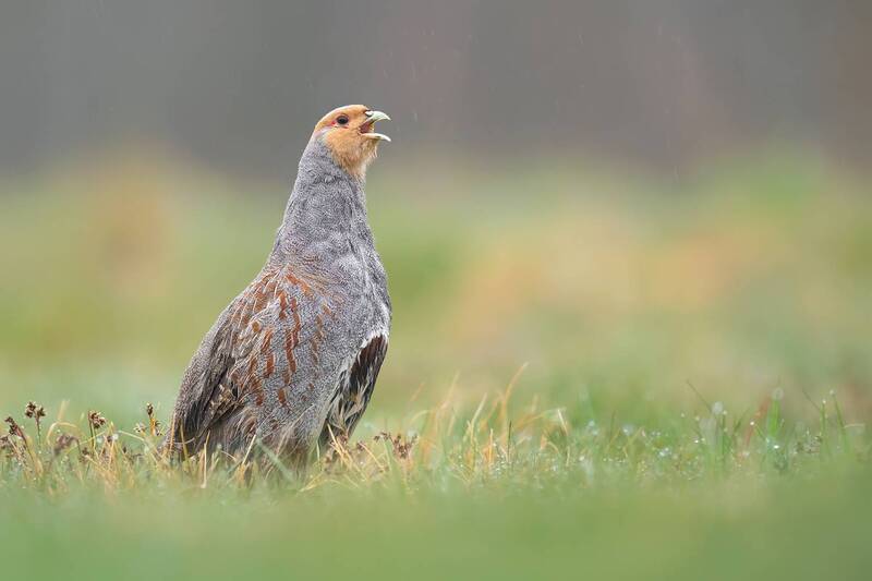 grey partridge, perdix perdix, partridge, game bird, farmland bird, wild bird, wildlife, wildlife photography, bird photography, calling, vocalization, singing bird, open bill, rain, rainy weather, meadow, grassland, european wildlife, nature, natural hab Grey Partridge Calling in Rain фото превью