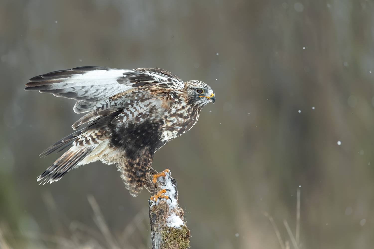 Rough-legged Buzzard Landing on Snowy Perch. Автор: Damian Kwasek rough-legged buzzard, buteo lagopus, buzzard, raptor, bird of prey, hawk, wildlife, wildlife photography, bird photography, winter, snowfall, snow, landing, takeoff, wings spread, flight, perch, snowy perch, predator, hunting bird, arctic species, migrato, Damian Kwasek