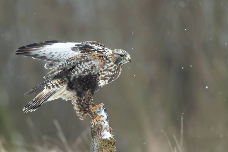 rough-legged buzzard, buteo lagopus, buzzard, raptor, bird of prey, hawk, wildlife, wildlife photography, bird photography, winter, snowfall, snow, landing, takeoff, wings spread, flight, perch, snowy perch, predator, hunting bird, arctic species, migrato Rough-legged Buzzard Landing on Snowy Perch фото превью