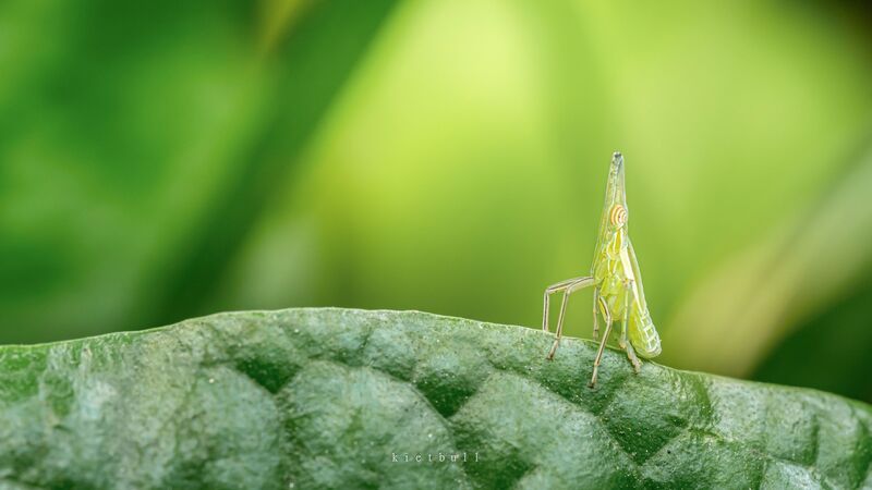 A planthopper фото превью