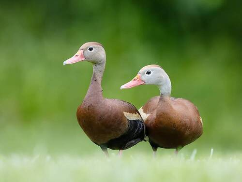 Black-Bellied Whistling Duck - Пара чернобрюхих древесных уток