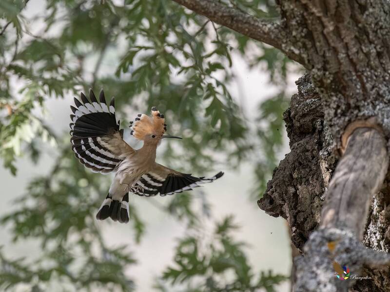 Common Hoopoe фото превью