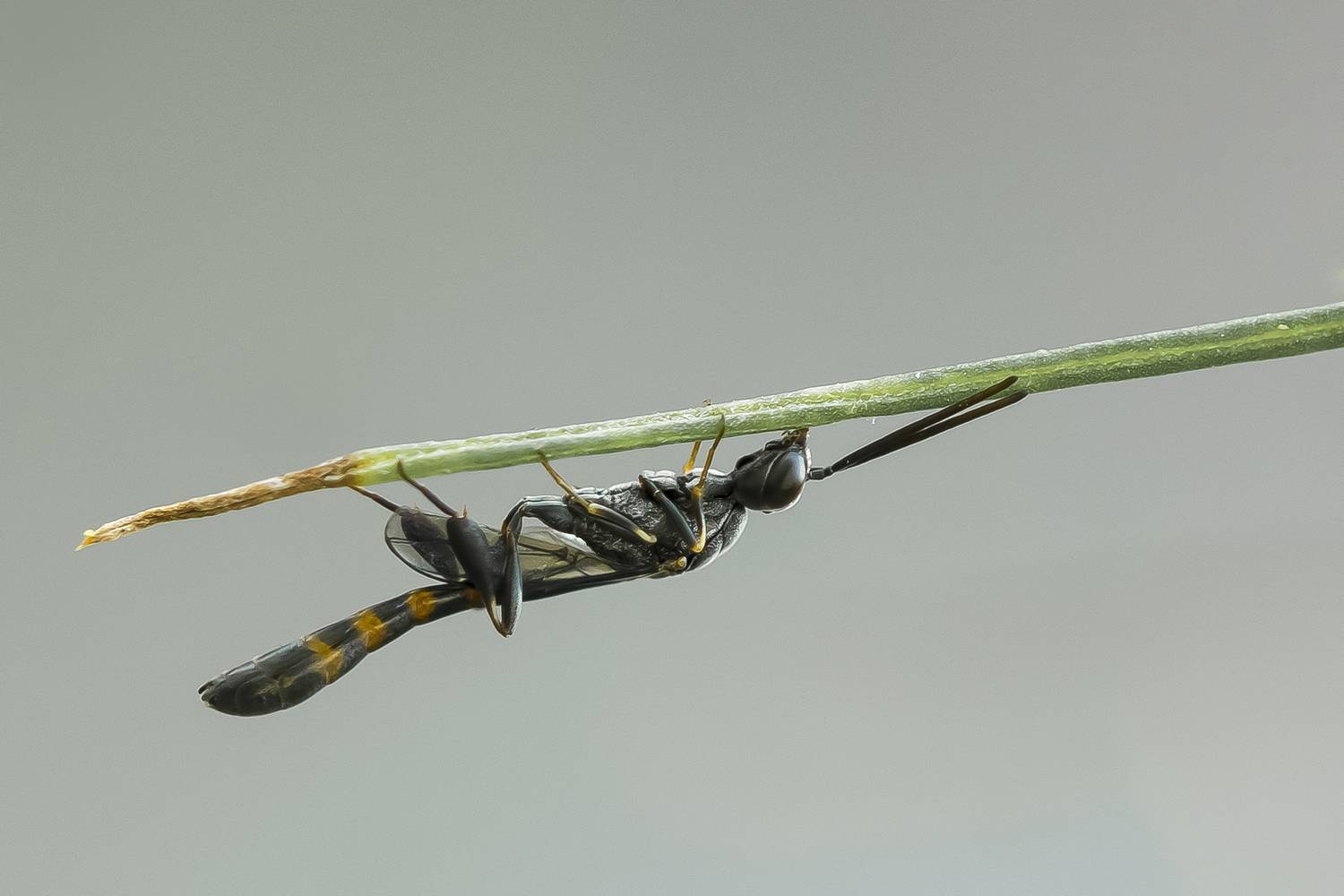 insect, wasp, himenoptera, nature, close up, animal, Andr&eacute;s Emilio
