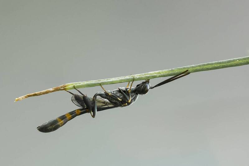 insect, wasp, himenoptera, nature, close up, animal Gasteruption hastator фото превью