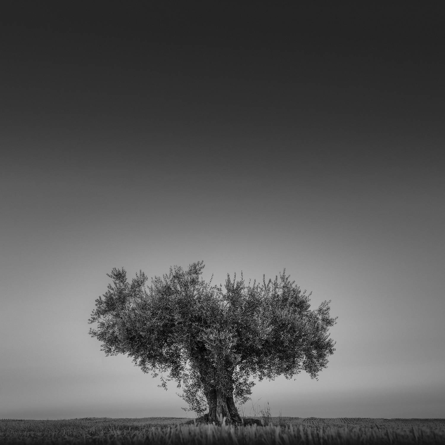 , de Franzoni Thomas