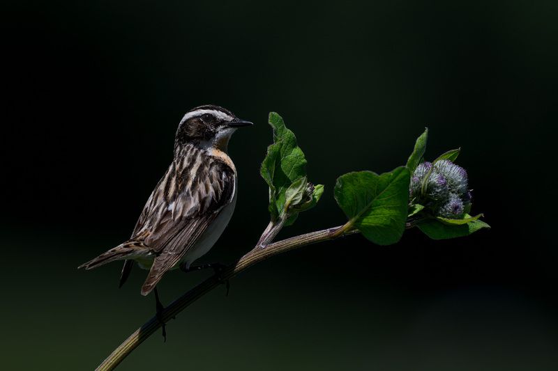Птицы, фотоохота, birdwatching, луговой чекан, чекан Луговой чекан фото превью