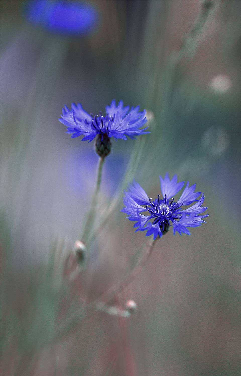 , D Nastasia
