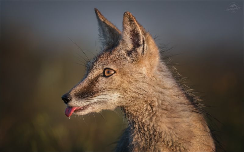 корсак, vulpes corsac, степная лиса, калмыкия, маныч, фото корсака, фототуры 2026, фотопутешествия по россии ЖАЖДА фото превью
