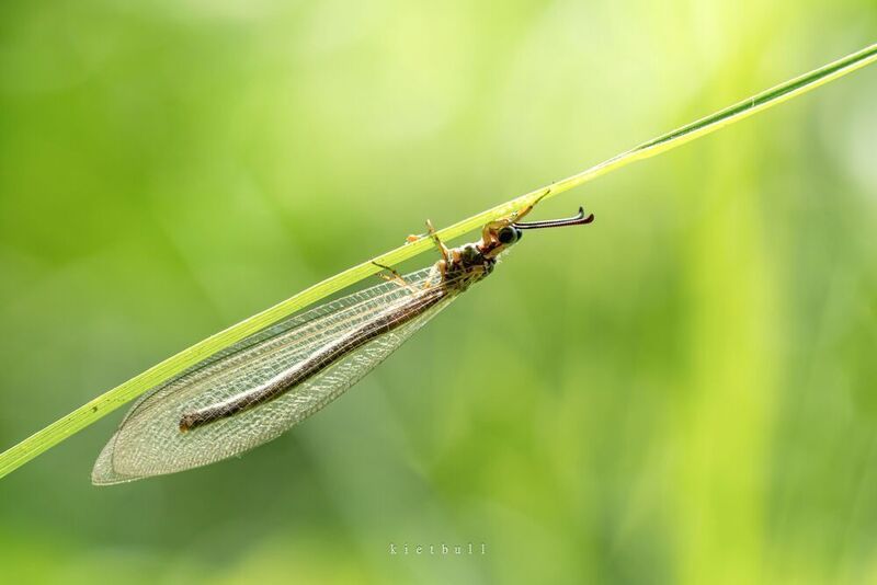 An antlion фото превью
