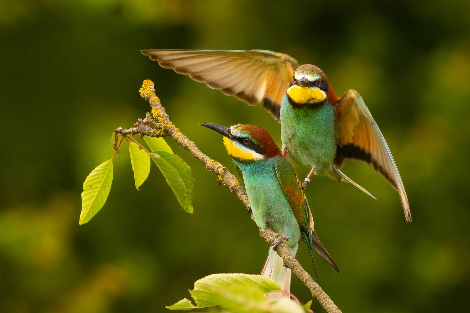 Bee-eater. Автор: Adamec Robert , Adamec Robert