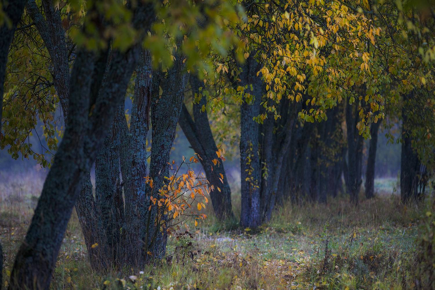 Автор: Aleksandr Mihailov , Aleksandr Mihailov