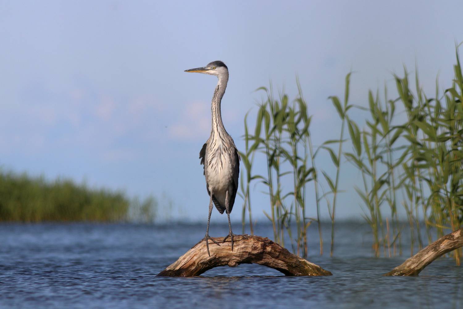 серая цапля, цапля, ardea cinerea, grey heron, heron, Бондаренко Георгий