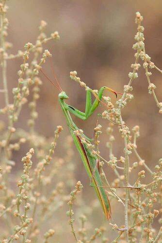 Mantis religiosa
