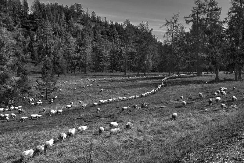 Collectivists and individualists фото превью