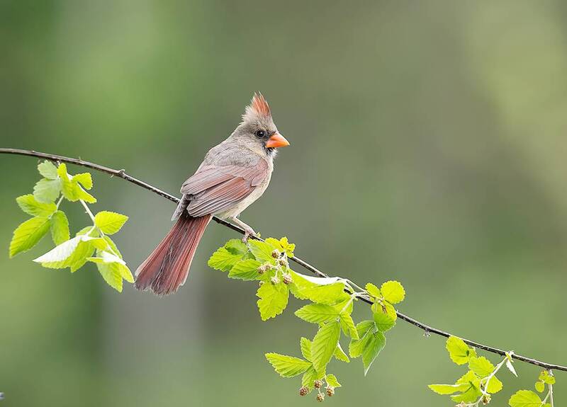 northern cardinal, cardinal, красный кардинал, кардинал, birds, wild, птицы Female Northern Cardinal - Cамка.Красный кардинал фото превью