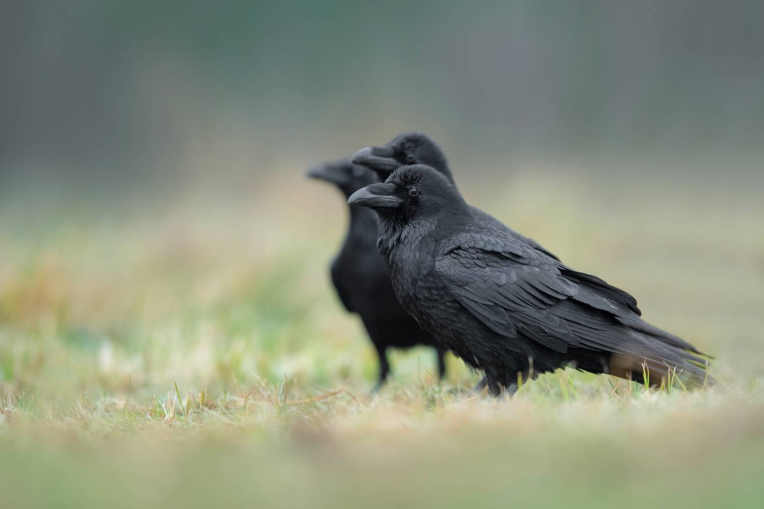 common raven, northern raven, three ravens, raven group, corvus corax, raven, ravens, corvid, crow family, black bird, group of birds, wildlife, wildlife photography, bird, avian, nature, natural habitat, meadow, grassland, social behavior, intelligent bi, Damian Kwasek