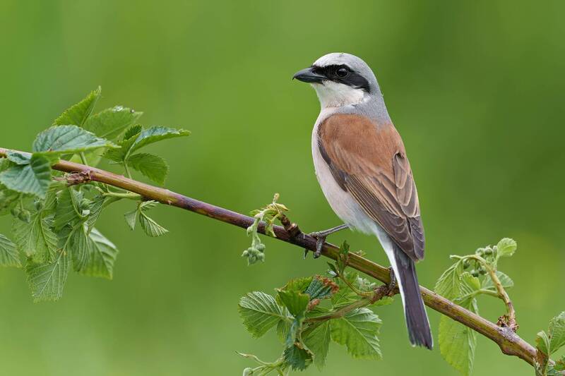 red-backed shrike, lanius collurio, shrike, male shrike, bird, songbird, passerine, wildlife, wildlife photography, bird photography, avian, nature, natural habitat, perched bird, perch, blackberry branch, bramble, green background, bokeh, portrait, close Red-backed Shrike Perched on a Blackberry Branch фото превью