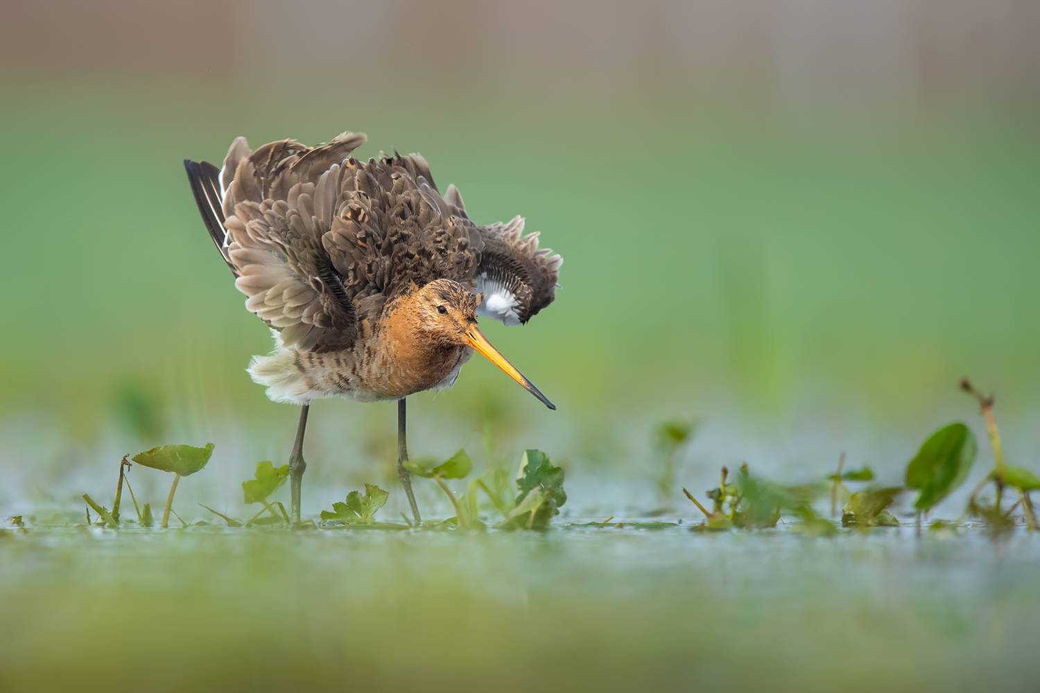 black-tailed godwit, limosa limosa, godwit, wader, shorebird, waterbird, breeding plumage, display behavior, displaying bird, wings raised, wetland, marsh, shallow water, aquatic vegetation, wildlife, wildlife photography, bird, bird photography, avian, n, Damian Kwasek