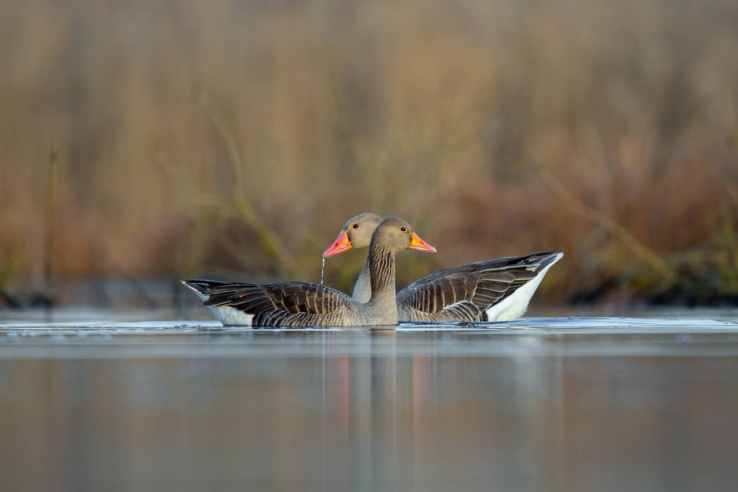 greylag goose, greylag geese, anser anser, goose, geese, waterfowl, wild goose, pair, two geese, swimming, water, wetland, lake, marsh, reflection, symmetry, opposite directions, wildlife, wildlife photography, bird, bird photography, avian, nature, natur, Damian Kwasek