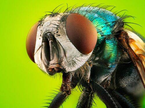 Common green bottle fly