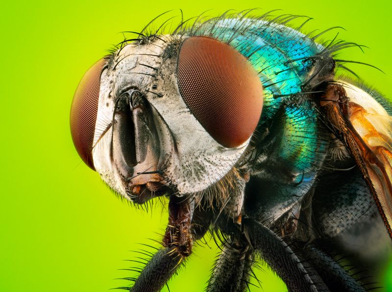 ultramacro, macro, 5:1, laowa, fly, insect, macrophotography, closeup Common green bottle fly фото превью
