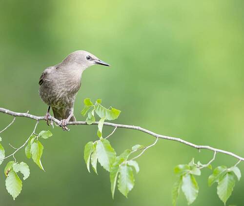 Juvenile. European Starling - Молодой Обыкновенный Скворец