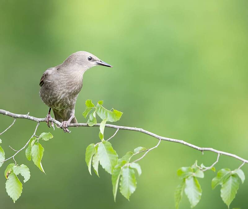 european starling, starling, обыкновенный скворец, скворец, birds, wild, птицы Juvenile. European Starling - Молодой Обыкновенный Скворец фото превью