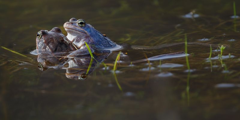 животные, земноводные, остромордая лягушка, вода, весна, природа Пора любви фото превью