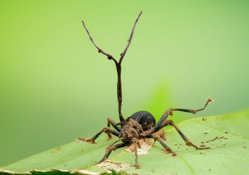 An ant zombie fungus фото превью