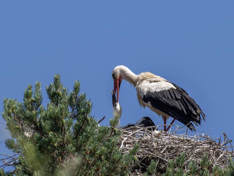 White Stork фото превью