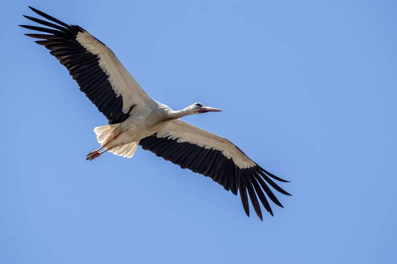 White Stork фото превью