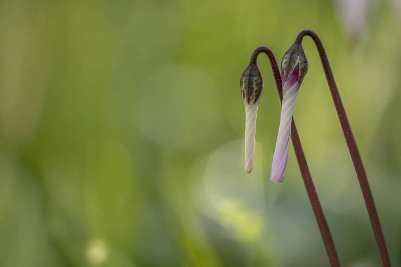 flowers, nature, plants, spring  фото превью