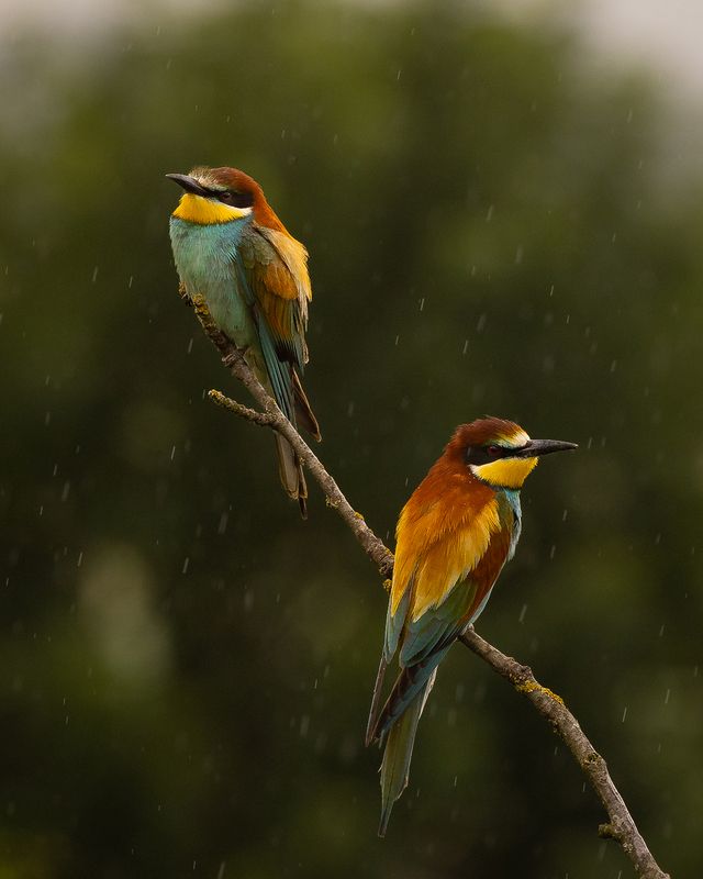Bee-eater фото превью