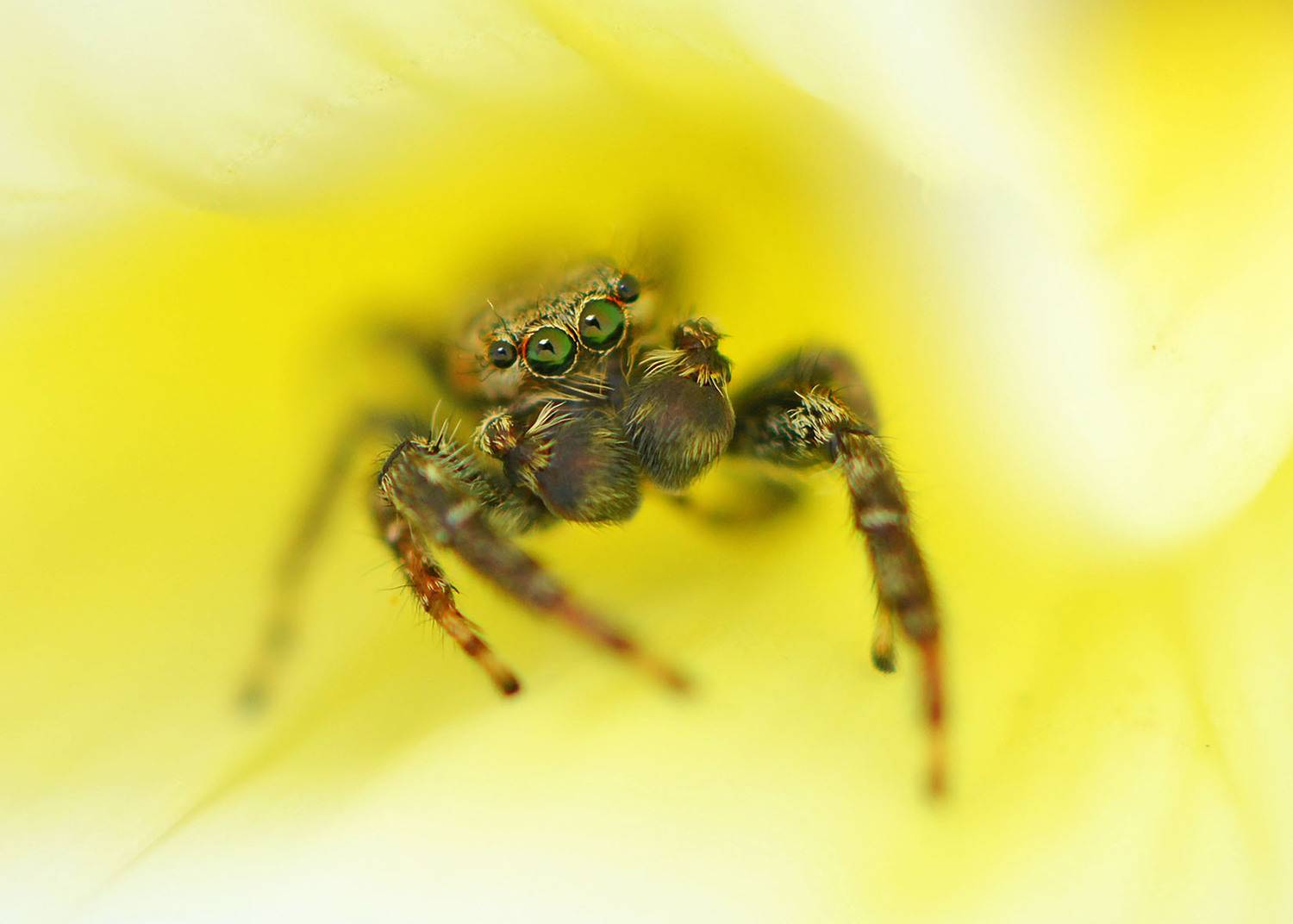 spider, flower, flowers, flora, fauna, insect, insects, summer, animal, animals, yellow, eye, eyes, Marjo Steffen