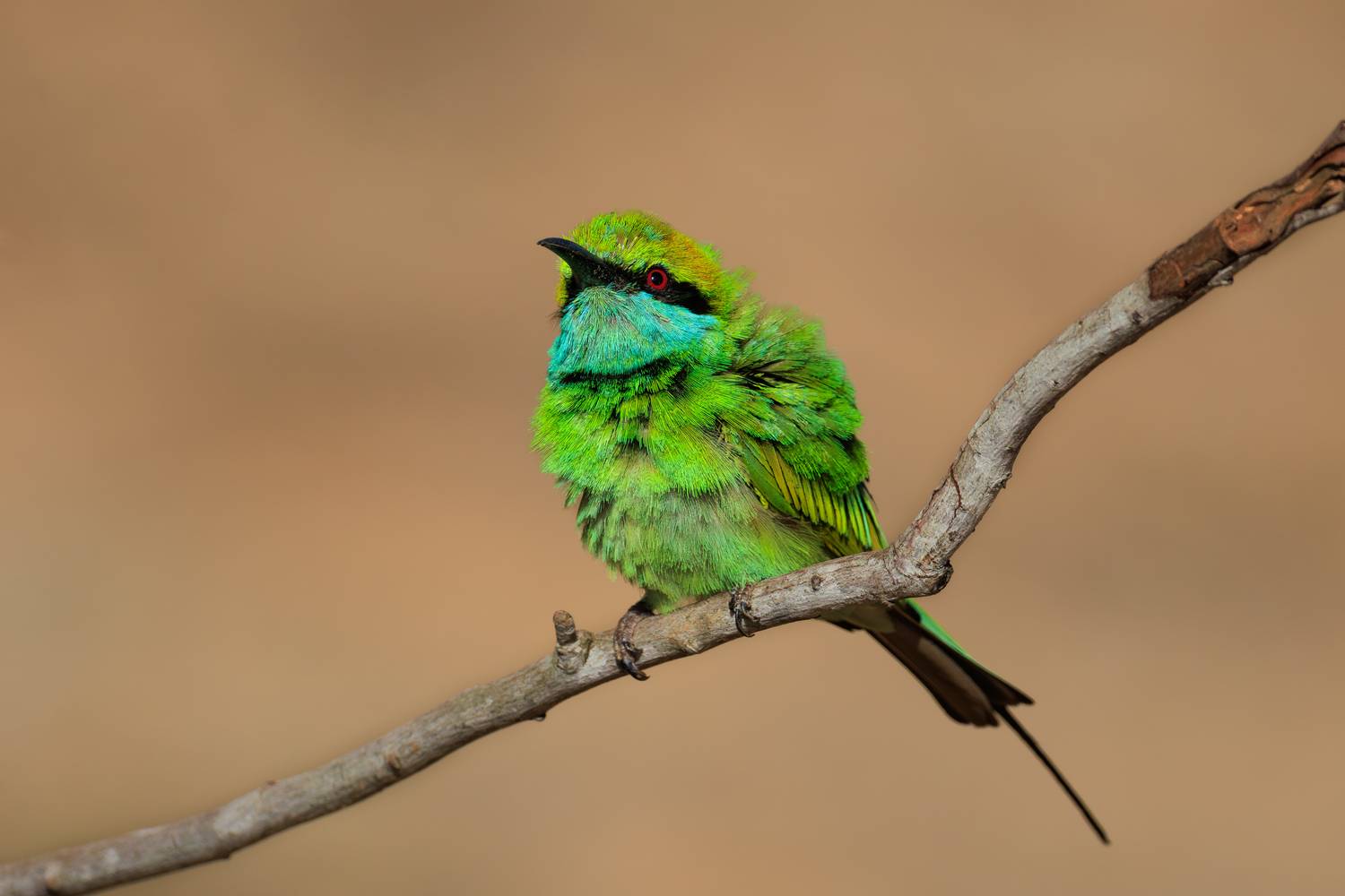 птицы, щурка, малая зелена щурка, фотоохота, green bee-eater, bee-eater, шри ланка, Николай Попов