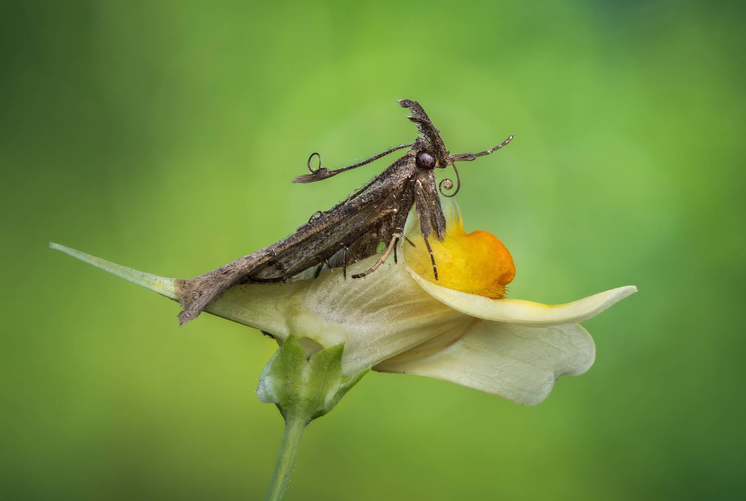 moth, flower, insect, summer, wild, nature, Atul Saluja
