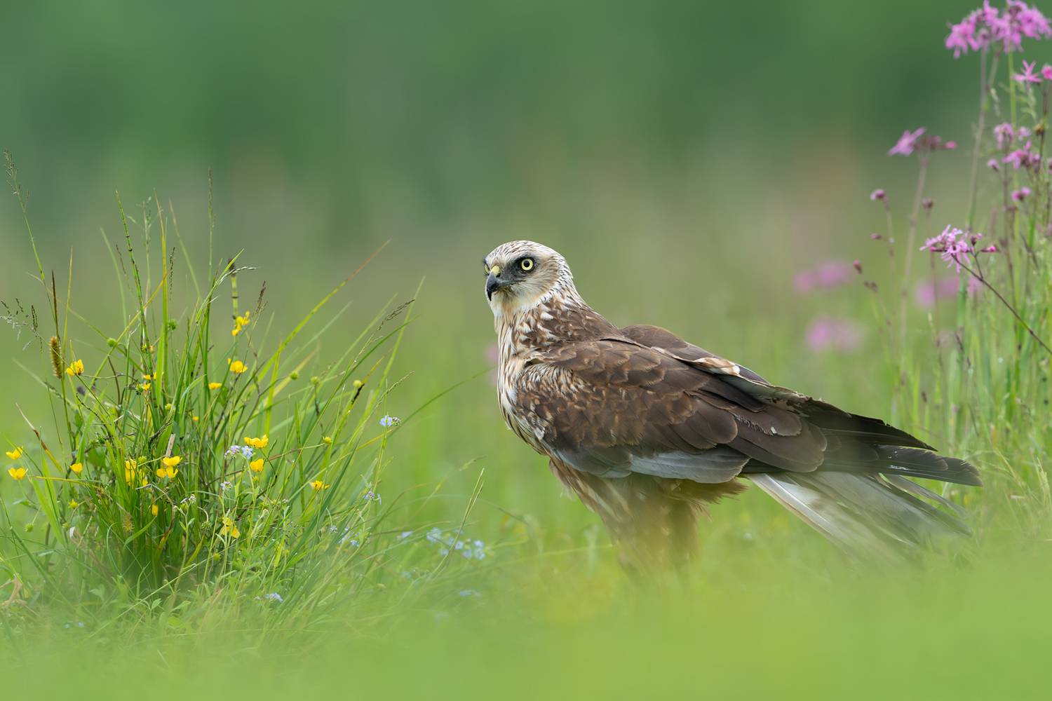 marsh harrier, western marsh harrier, circus aeruginosus, bird, bird of prey, raptor, wildlife, nature, avian, predator, meadow, grassland, wildflowers, flowers, habitat, environment, green, spring, summer, natural light, soft light, bokeh, selective focu, Damian Kwasek