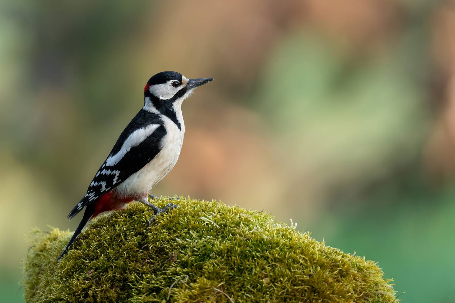 great spotted woodpecker, woodpecker, dendrocopos major, bird, wildlife, nature, forest bird, woodland, perched, perch, moss, mossy stump, tree, forest, black and white bird, red plumage, feathers, plumage, beak, portrait, bird portrait, wildlife photogra, Damian Kwasek