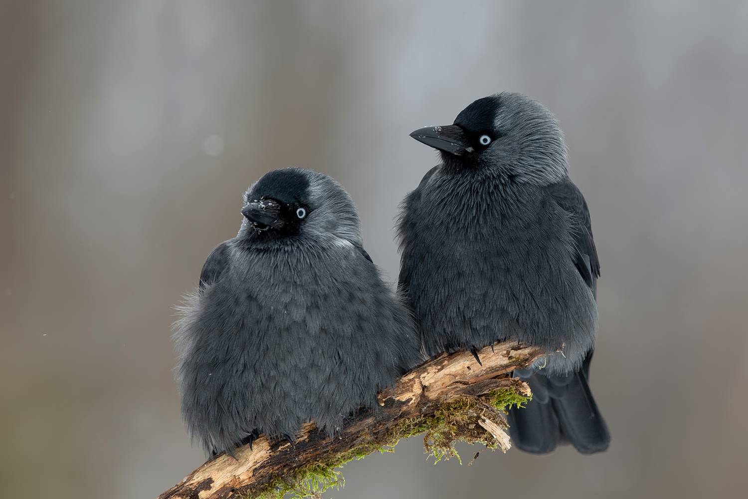 western jackdaw, jackdaw, eurasian jackdaw, corvus monedula, corvid, crow family, bird, wildlife, nature, pair, two birds, perched, branch, moss, winter, cold, forest, woodland, grey bird, black bird, blue eyes, pale eyes, feathers, plumage, portrait, bir, Damian Kwasek