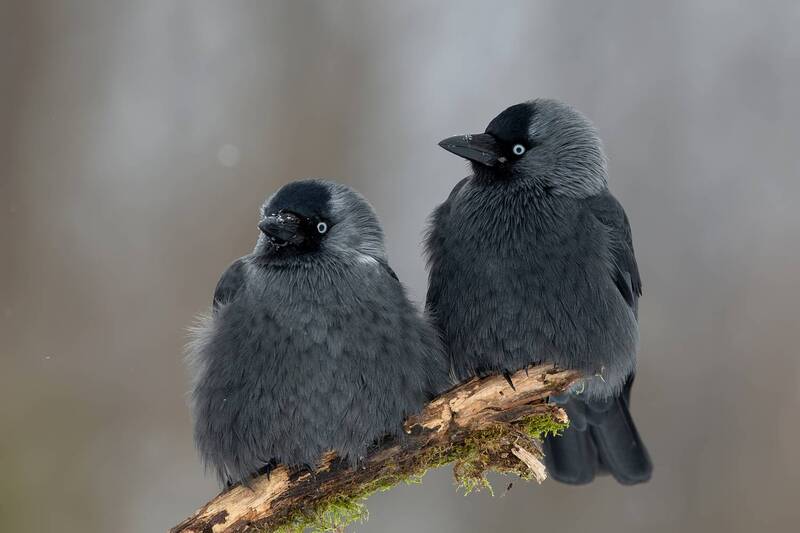 Western Jackdaws in Winter фото превью