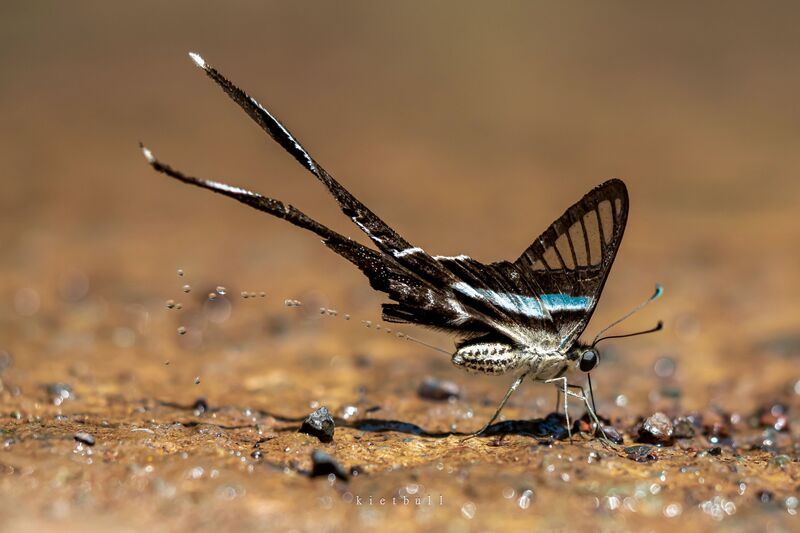 A butterfly pissing фото превью