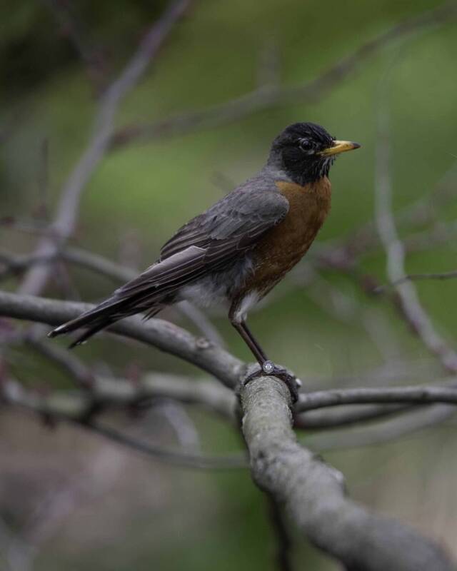 American robin фото превью
