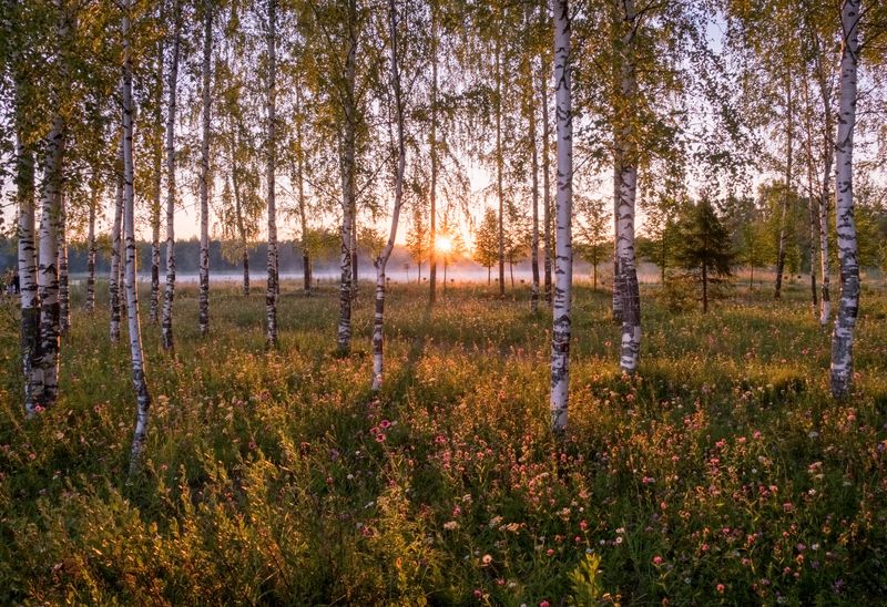 июль, вологодская область, утро, нд, вологодские мотивы Июль фото превью