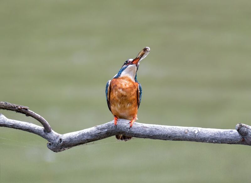 птица, зимародок, самка, самец Рыбачок (2 фото) фото превью
