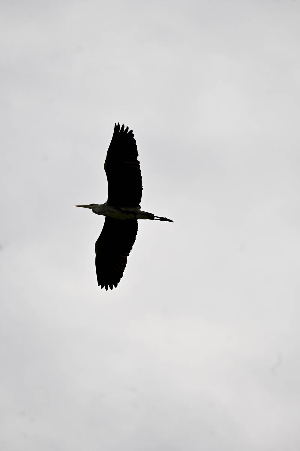 Wild, Wildphotography, Photography, Bird, Animal, Nature, Maria Vittoria Amoruso