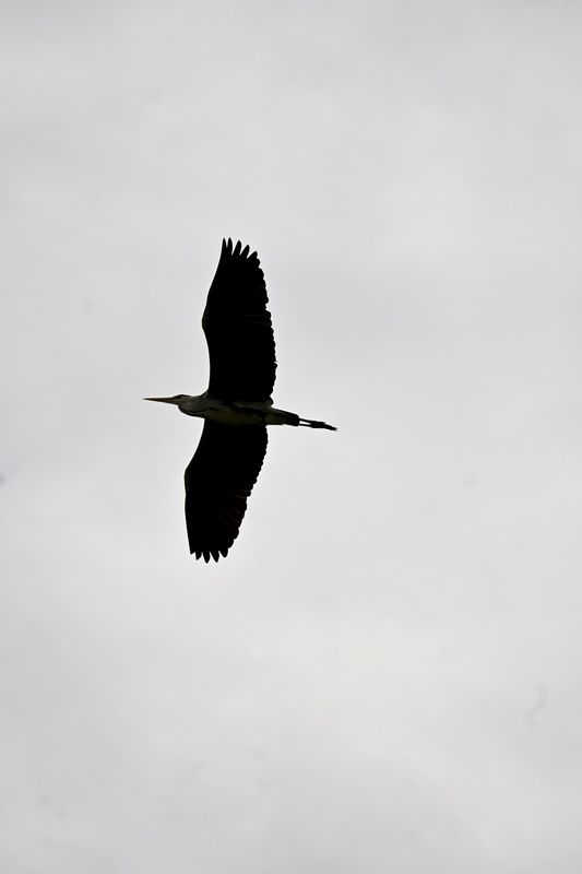 Wild, Wildphotography, Photography, Bird, Animal, Nature Fly фото превью