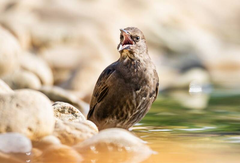 скворец, птенец, птицы, природа, живая природа, фотоохота, дикие птицы, орнитология, фауна, дикий мир, лето, июль, птицы россии, птицы мира, птицы европы, дикая природа Молодой скворец. фото превью