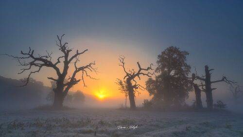 Oaks