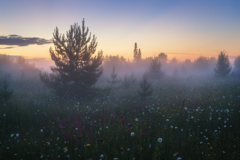 Вечер опустился на цветущий луг фото превью