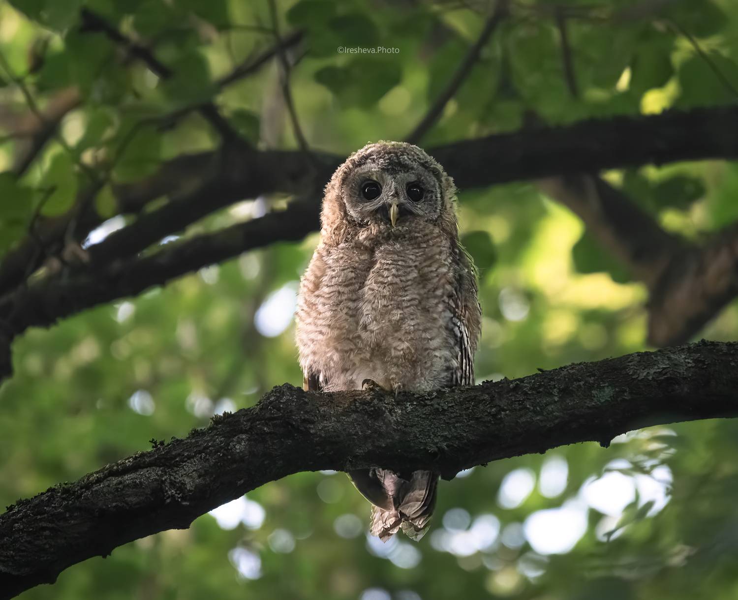 Слёток, Серая неясыть, Owl, Tawny owl, birds, птицы, babyowl, Ирешева Мария